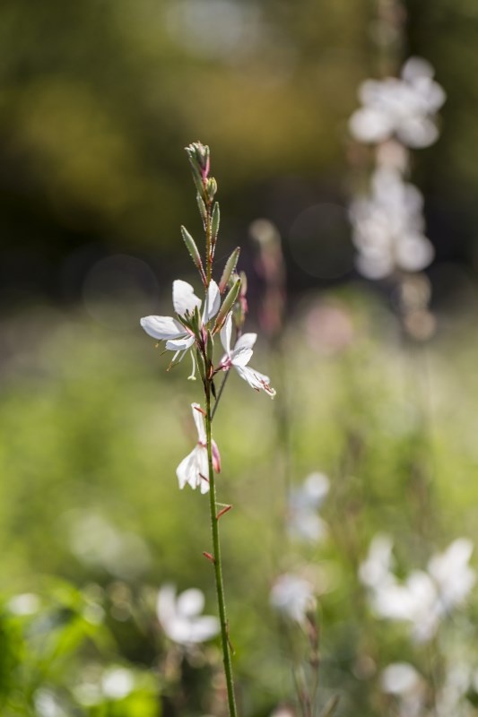 Profilbild von Dennis Hoffmann